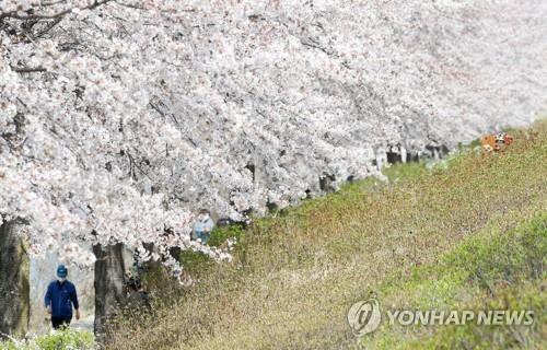 봄기운 가득 [연합뉴스 자료사진]