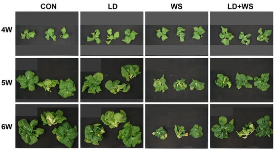 생산조건별 청경채의 재배 모습. KIST가 개발한 청경채(LD, Long Day의 약자로 하루 20시간 인공광에 노출한 청경채)의 6주(6W) 후 크기가 통제군(CON)이나 물을 적게 준 청경채(WS, Water Stress의 약자)보다 월등히 많이 자라있다. [사진 KIST]