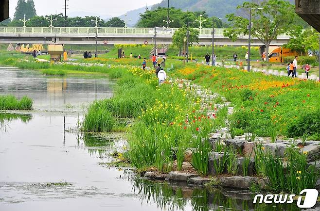 장성 황룡강 노란꽃창포 단지 © News1