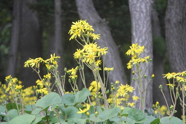 ▲가을에 알리는 털머위꽃. 특히 행남 바닷가의 산을 덮고 있는 군락지에 들면 진한 털머위 향기에 취한다.Ⓒ김종두