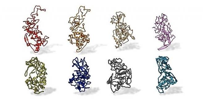 코로나바이러스의 핵산단백질 구조 모든 사스 관련 코로나바이러스에 보존된 핵산단백질 구조.  상단 왼쪽부터 신종 코로나(SARS-CoV-2), 사향 고양이 코로나, 사스 코로나(SARS-CoV), 메르스(MERS) 순.   같은 코로나 계열이지만 감기 바이러스 4종(하단 왼쪽부터 OC43·HKU1·NL63·229E)은 전혀 다른 구조를 가졌다.  [Kelly Lab/Penn State / 재판매 및 DB 금지]