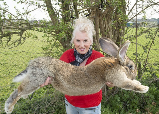기네스북에 이름을 올린 세상에서 가장 기다란 토끼와 그의 주인 아넷 에드워즈(68). 사진=Annette Edwards 트위터 캡처.
