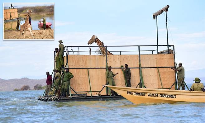 케냐 섬에 5개월 째 고립된 멸종위기 기린들 구조작전
