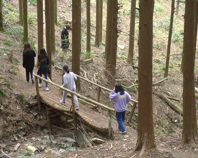 인근 초등학교에서 견학 나온 학생들이 공기마을 편백나무숲을 걷고 있다.
