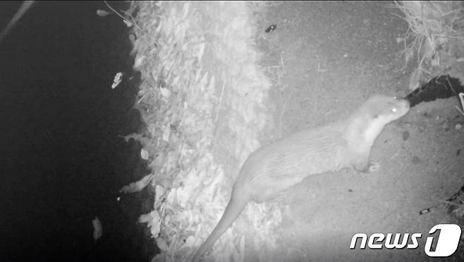 대구 달서구 도원지 연못에 설치한 수달 생태섬에서 포착된 수달(달서구 제공) © 뉴스1