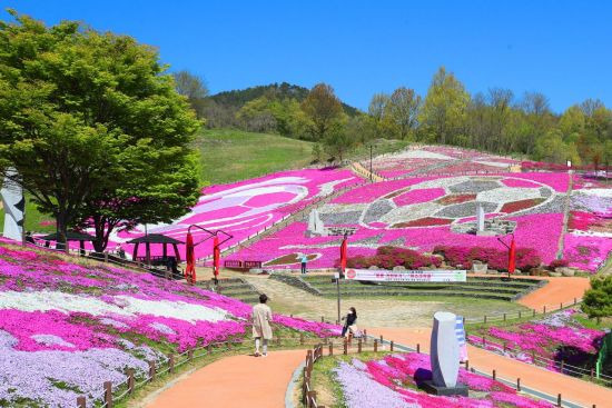 생초국제조각공원 꽃잔디 [이미지출처=산청군]