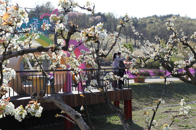 [영동=뉴시스] 조성현 기자 = 충북 영동군 과일나라테마공원 내 100년된 배나무들이 15일 배꽃을 활짝 터트리고 있다. (사진=영동군 제공) 2021.04.15. photo@newsis.com *재판매 및 DB 금지