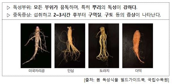 독성식물인 미국자리공과 혼동하기 쉬운 식물 비교 [국립수목원, 행정안전부 제공. 재판매 및 DB 금지]