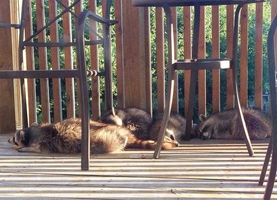 테라스에서 휴식을 취하는 라쿤 가족. @MarjoriePlus3