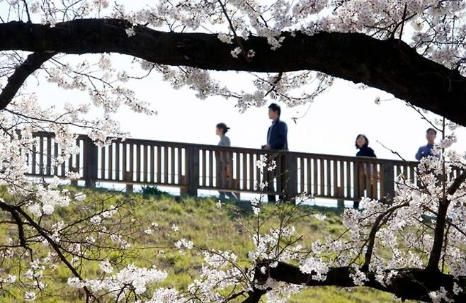 전주 아중호수 산책로를 찾은 시민들이 흐드러지게 핀 벚꽃 주변을 거닐고 있다.