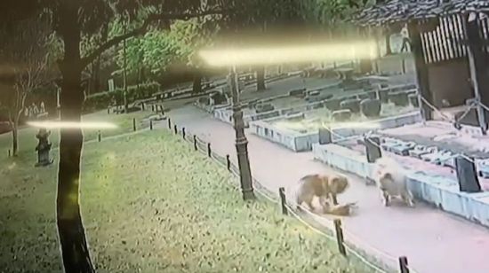 대구 달서구 월곡역사공원에서 차우차우 2마리가 길고양이를 공격하는 모습이 담긴 영상. 연합뉴스