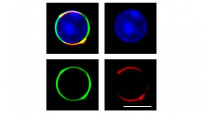 형광분자 'CDgB'로 염색된 B세포. 미국화학회지 제공