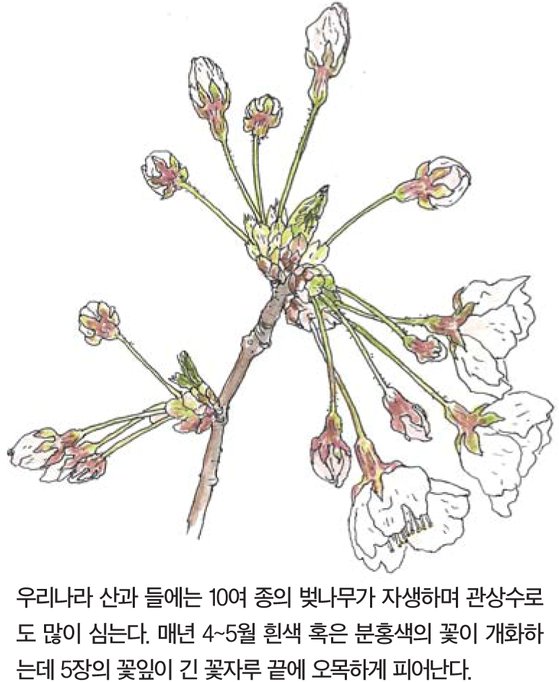 우리 주변 식물들의 비밀 이야기