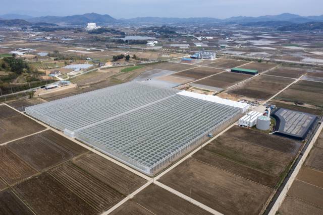 홈플러스의 스낵토마토가 재배되는 경상북도 상주시 새봄의 스마트팜 전경/사진 제공=홈플러스