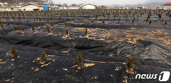 LH직원들이 사들인 뒤 묘목을 심어 놓은 경기도 시흥시 과림동 소재 농지의 모습. 2021.3.11/뉴스1 © News1 이동해 기자