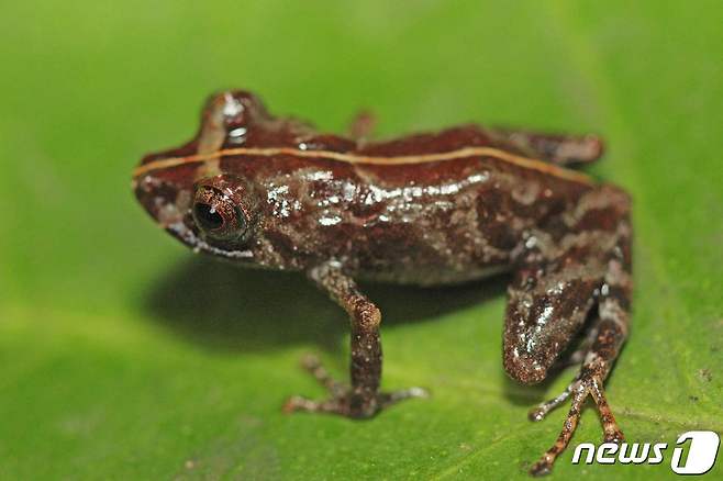 페루 엘시라 자연보호지역에서 고막이 없고 십자가 모양의 홍채를 가진 개구리가 발견됐다. © AFP=뉴스1 © News1 원태성 기자