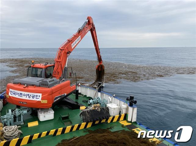 괭생이모자반 수거작업(해양수산부 제공)© 뉴스1