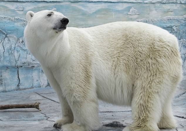러시아 동물원에 살다가 관람객이 던진 것으로 추정되는 고무공을 삼키고 목숨을 잃은 북극곰 ‘움카’의 생전 모습
