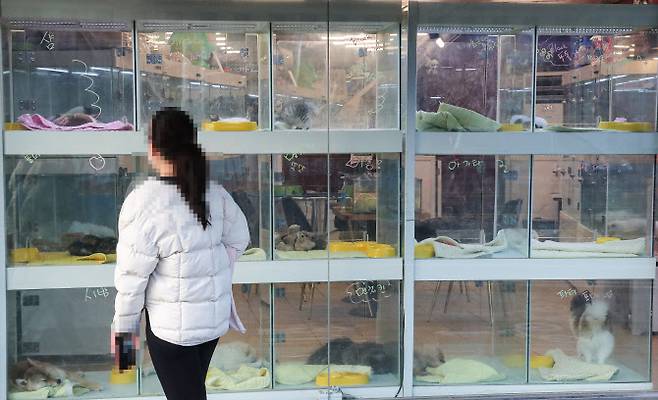 서울 시내 한 애완동물 판매 가게에서 시민이 강아지와 고양이를 살펴보고 있다. (사진=연합뉴스)