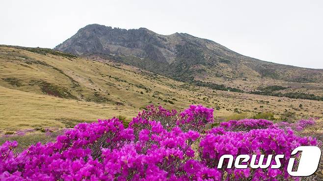 한라산 알방애오름 전경. (한라산국립공원 제공)/뉴스1 © News1