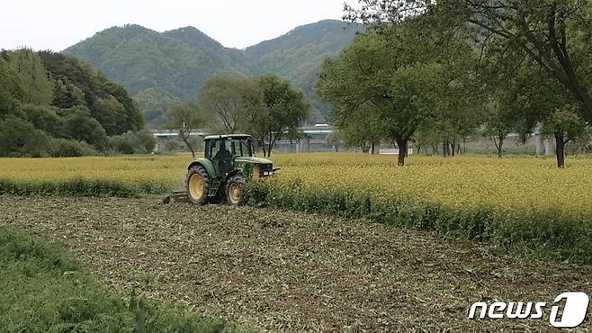 23일 오전 충북 옥천 금강변의 유채꽃밭을 갈아 엎고 있다. © 뉴스1