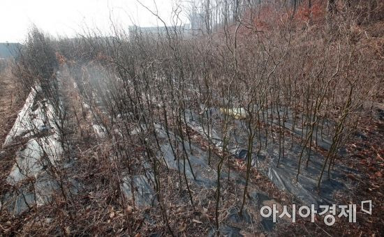 한국토지주택공사(LH) 일부 직원들의 광명ㆍ시흥 신도시 땅 투기 의혹이 제기된 경기도 시흥시 무지내동의 한 토지에 10일 용버들 등 묘목이 심어져 있다./시흥=김현민 기자 kimhyun81@