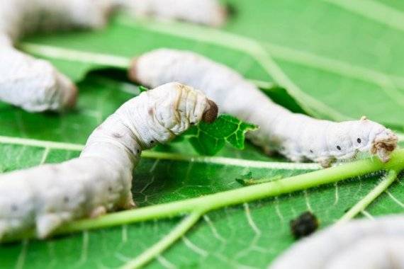 불완전변태는 곤충이 알에서 부화해 번데기 과정을 거치지 않고 성충으로 변하는 것을 일컫는다. 반면 완전변태는 번데기 과정을 거친다. 윤 교수가 굳이 곤충의 불완전변태와 한국남아의 관음충으로의 변이과정을 대응시킨 건 불완전변태가 완전변태에 비해 열등하다는 인식 때문이 아니냐는 비판도 나온다. 다만 현대 과학계는 불완전변태와 완전변태는 진화적 관점에서 각 종의 선택일 뿐, 절대적 기준의 우열을 나눌 수 없다는 데 뜻을 모은다. 사진은 완전변태 곤충인 누에 애벌레. 게티이미지.