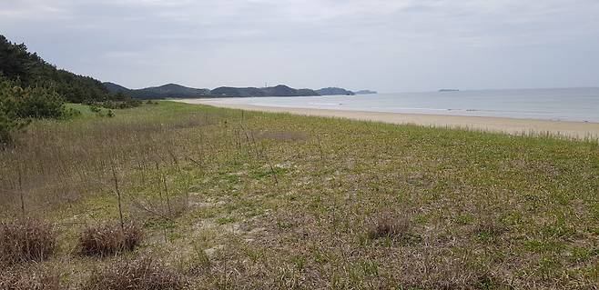 국립공원공단이 20년간 복원해 조성한 태안 기지포해변 해안사구. 이곳에는 갈대와 해홍나물, 갯질경이 등이 서식한다.