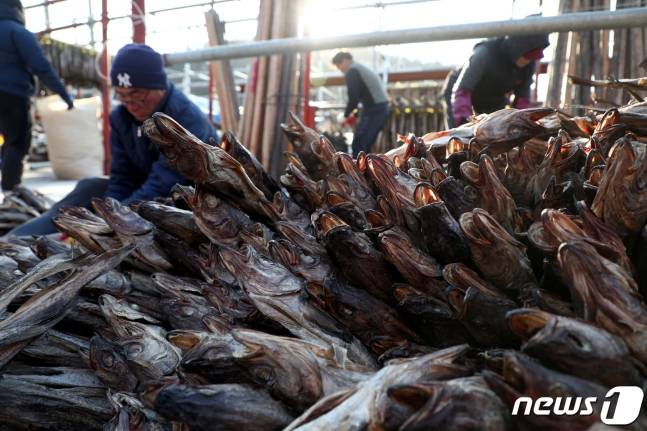 2019년 1월 25일 강원도 동해시 묵호진동 일원 먹태 덕장에서 어민들이 겨울철 차디찬 바닷바람으로 말리는 ‘언 바람 묵호태’를 너느라 분주한 시간을 보내고 있다. /사진=뉴스1