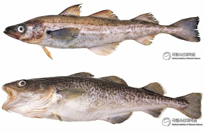 (위)명태 (아래)대구. /사진=국립수산과학원