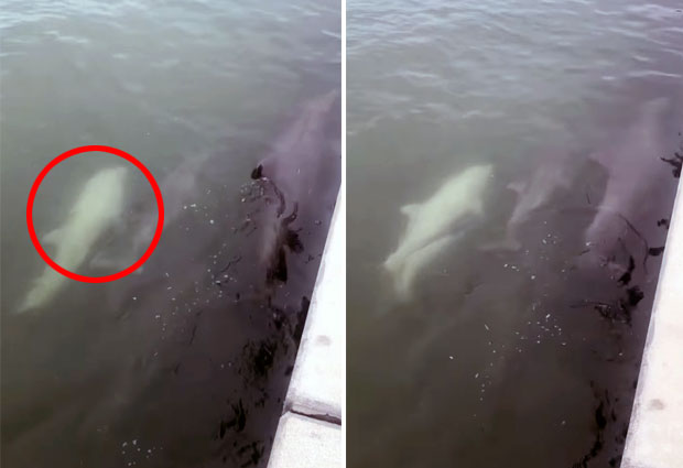 미국 플로리다주 바다에서 알비노로 추정되는 희귀 흰 돌고래가 포착됐다. 26일 폭스뉴스는 플로리다주 서부 해안에서 알비노 추정 돌고래가 발견돼 이목을 끌었다고 전했다.