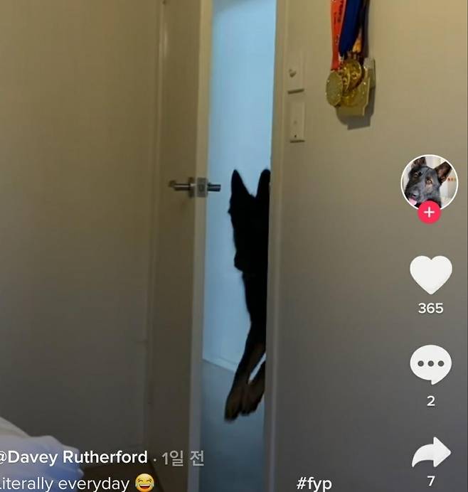 방문을 여는 단테 단테가 경찰견 출신답게 앞발로 점프하며 문을 강하게 밀치고 있다. 데이비 러더퍼드 틱톡 캡처. 재판매 및 DB 금지.