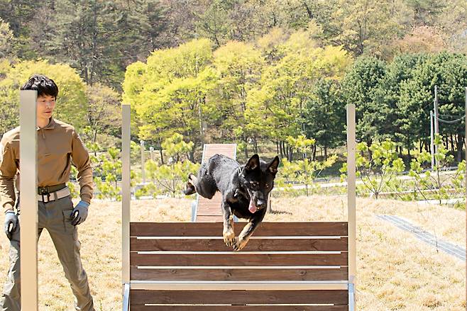 지난해 네덜란드에서 한국으로 왔다는 조로는 자기 몸집보다 큰 장애물도 쉽게 통과했다. /임화승 영상미디어 기자