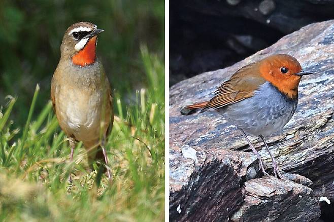 희귀한 나그네새 진홍가슴(왼쪽)과 붉은가슴울새(오른쪽)도 족제비의 표적이 된다.