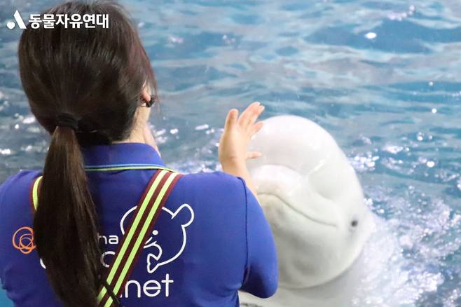 아쿠아플라넷 여수에서 사육 중인 벨루가(흰고래)의 모습. 동물자유연대 제공.