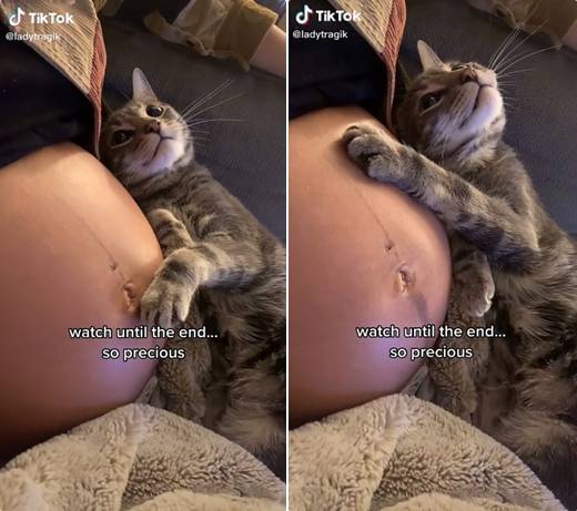 집사 곁에 꼭 붙어있는 고양이. ladytragik 틱톡 캡처