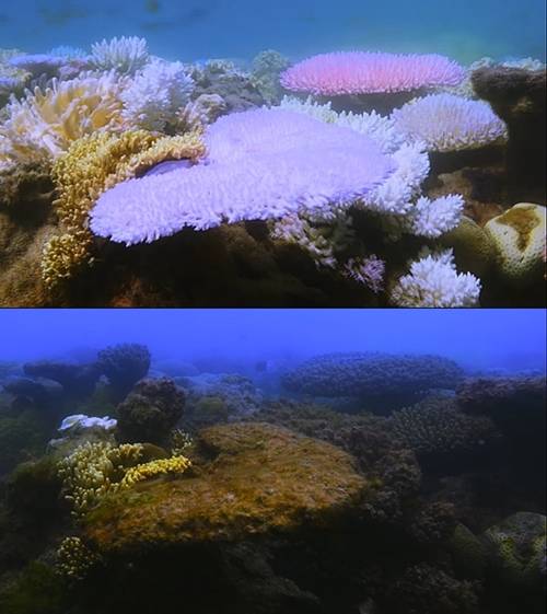 산호초 백화현상을 기록한 다큐멘터리 '체이싱 코랄' 캡처