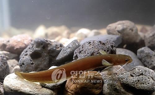 우리 민물고기 미유기 [연합뉴스 자료사진]
