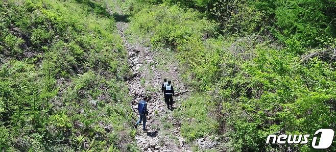 북부지방산림청 소속 산림특별사법경찰이 11일 강원 인제군 인제읍 가아리 소재 해발 800m 산 속에서 불법 산행으로 훼손된 산림자원이 있는 지 확인하고 있다. (북부지방산림청 드론촬영.)© 뉴스1