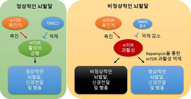 TANC2에 의한 mTOR 신호전달체계의 균형 유지 모식도