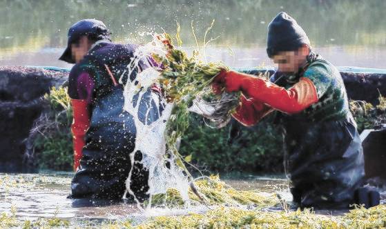 국내 노동력 부족 사태로 건설 현장, 공장, 농촌 지역 등에서 외국인 노동자 고용이 갈수록 늘고 있다. 부산의 미나리 농장에서 일하는 외국인 노동자들. [중앙포토]