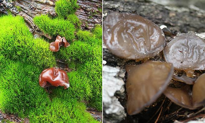 전나무목이(푸른 이끼 낀 사진)와 흑목이