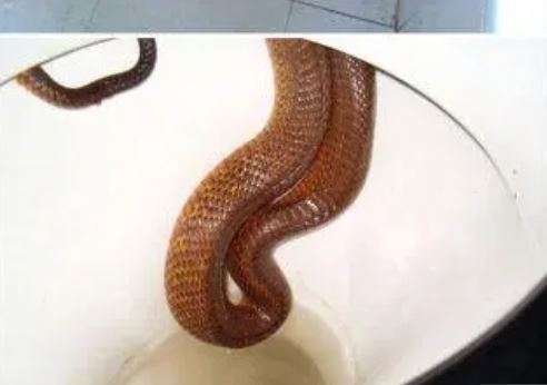 호주에서는 종종 화장실 변기 뚜껑을 들어 올리다 공포에 사로잡힐 때가 있다. 호주에는 전국적으로 140여종의 뱀이 서식하고 있기 때문에, 뱀이 변기에서 발견되는 경우도 많다.