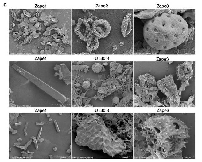 전자현미경으로 촬영한 고대 인분의 내용물 [네이처 논문 캡처]