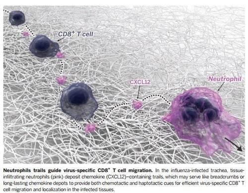 '바이러스 특이' CD8+ T세포를 유도하는 호중성 백혈구 [저널 '사이언스' 제공 / 재판매 및 DB 금지]
