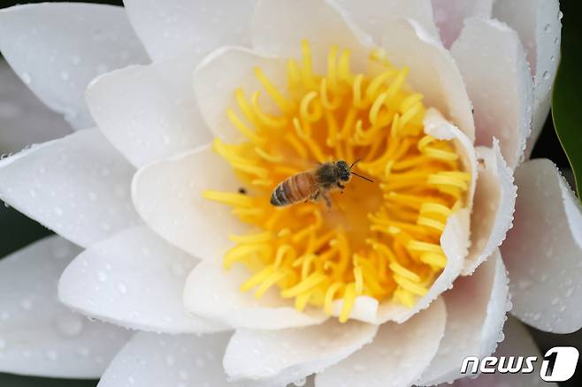 16일 경북 포항시 북구 장성동 신제지 연못에서 수련이 비를 맞으며 꽃망을 터뜨리고 있다. 2021.5.16/뉴스1 © News1 최창호 기자