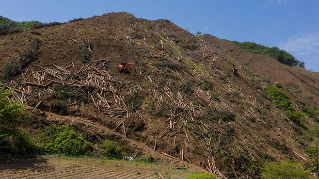 강원도 홍천군 두촌면 일대 30만㎡(약 9만평) 산에서는 지난 13일 대규모 벌목 작업이 이뤄지고 있었다. 이 일대 산에는 40년 이상 된 잣나무, 소나무 등이 심어져 있었다. /고운호 기자