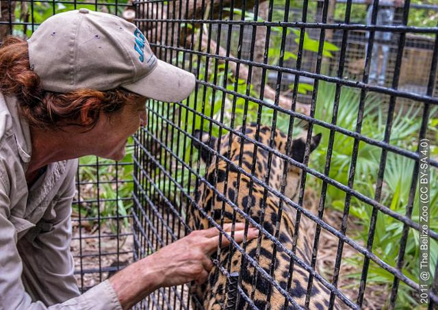 그의 동물원 식구는 사냥 등으로 다치거나 버려지거나 어미를 잃어 생존력이 없는 토종 동물이 대부분이었다. 그는 식구들에게 이름을 붙여 사연과 함께 시민들과 공유했고, 시민들은 이웃의 안부를 챙기듯 동물들의 근황을 궁금해했다. 위키피디아(Belize Zoo) 사진.