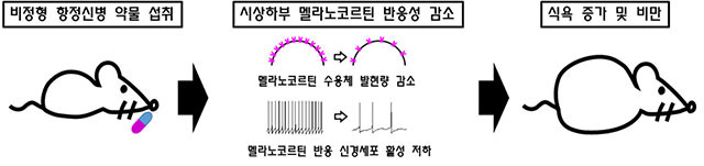 비정형 항정신성 약물에 의한 식욕 증가 및 비만의 기전./사진=카이스트 제공