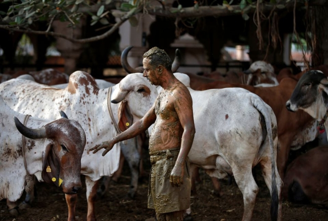 소똥을 몸에 바른 채 소를 어루만지며 코로나19 예방을 기원하는 인도의 한 힌두교도. 사진=로이터 연합뉴스